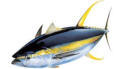 NYC Tuna Charters