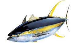 NYC Tuna Charters